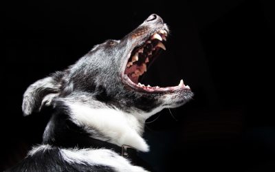 Why there is no Quick Fix for Border Collies?