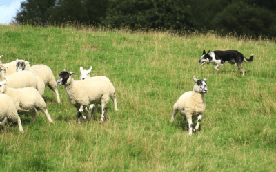 Lambing and breed original use