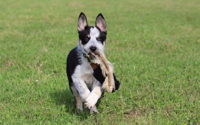 Common Questions, Believes and Myths about Border Collies