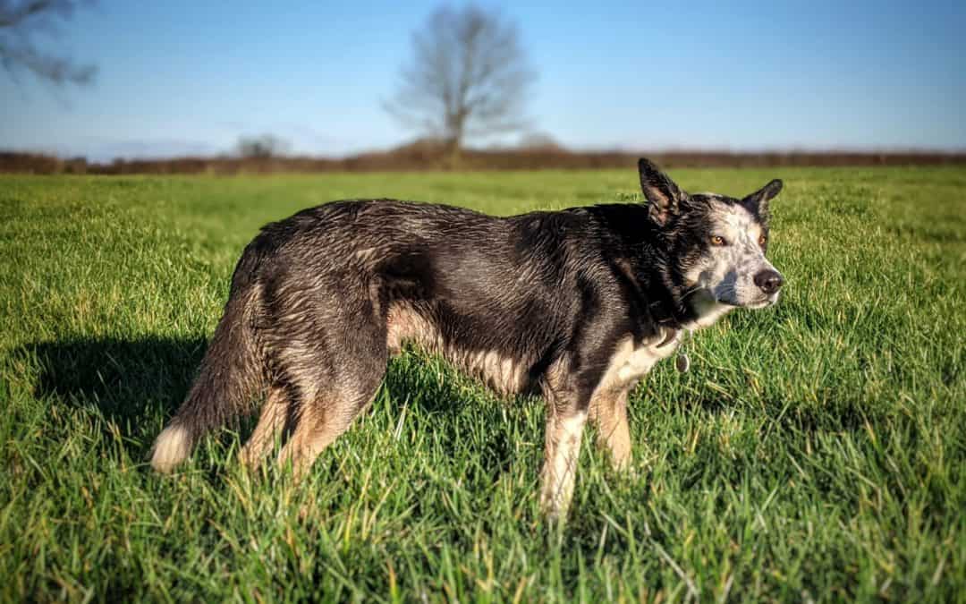 Are you the owner of a reactive fearful dog?