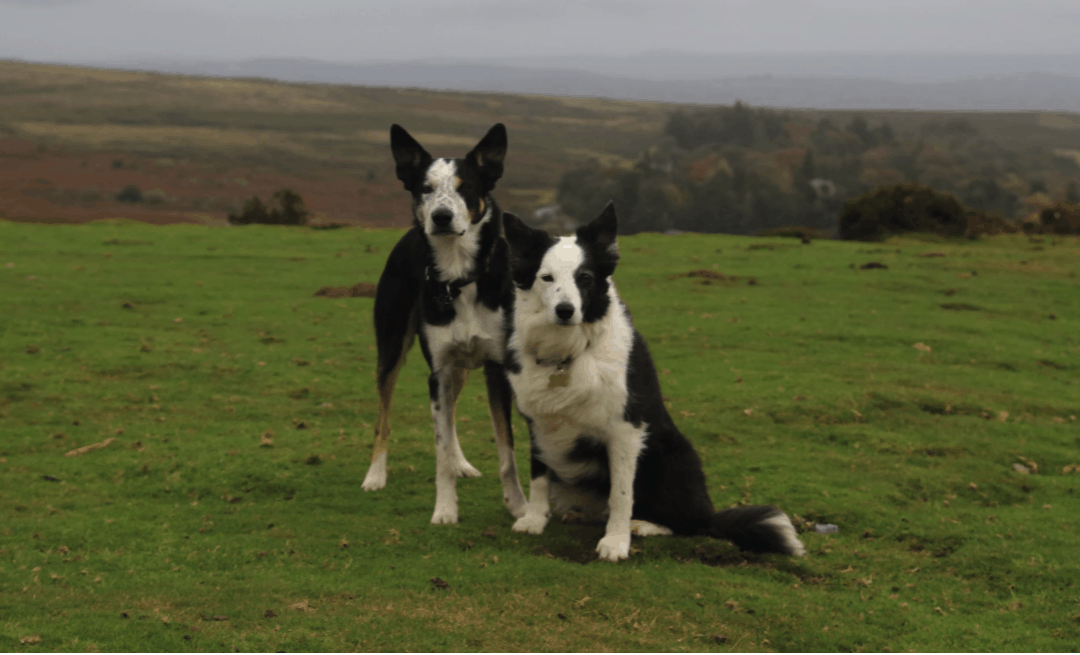 What are Border Collies bred for?