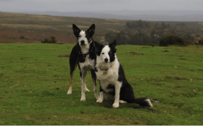 What are Border Collies bred for?