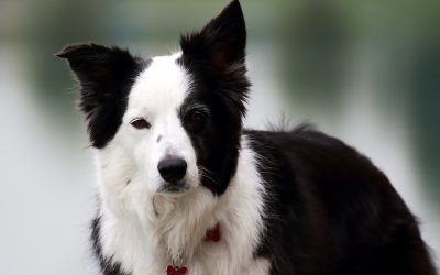 Why using treats in training Border Collies?