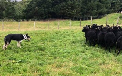 Drive and Motivation in Border Collies