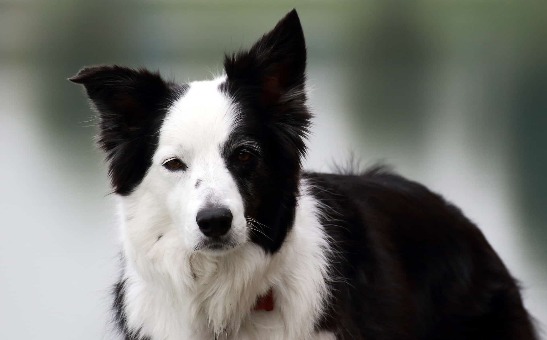 FCI obedience sport training in the UK with border collie
