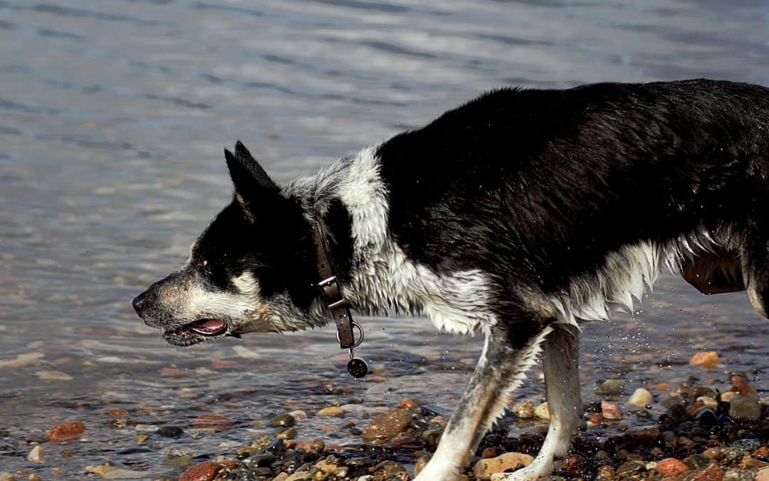 Episode 37: My Border Collie is herding traffic, what can I do to make him stop? Let me answer that.