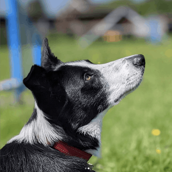 border collie training improving attention and focus on the owner