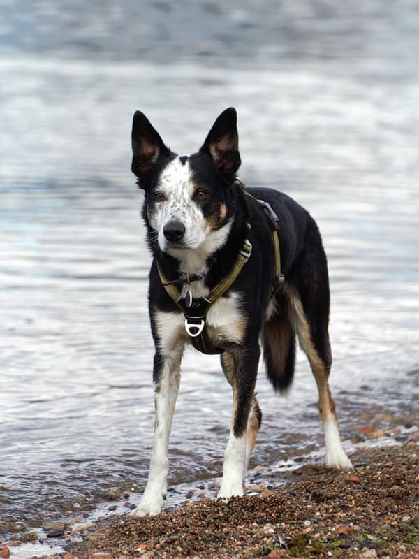 recall training for border collie with Thatll do academy