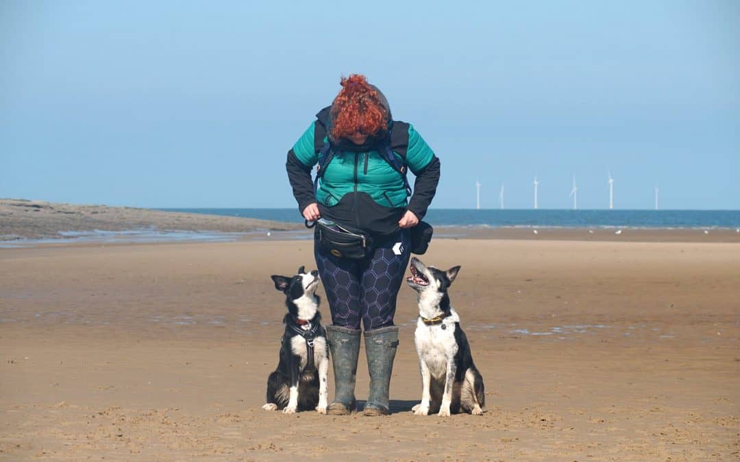 Walking vs Training: how much walking is too much walking for your Border Collie?