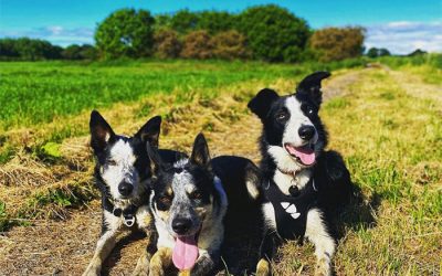 Episode 5: Is Border Collie the right breed for you? Pros and Cons about owning a BC!