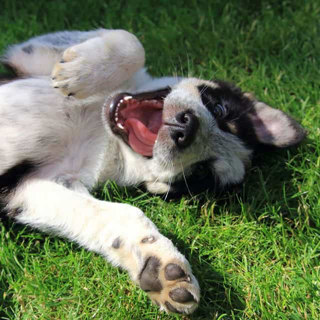 online border collie membership puppy training