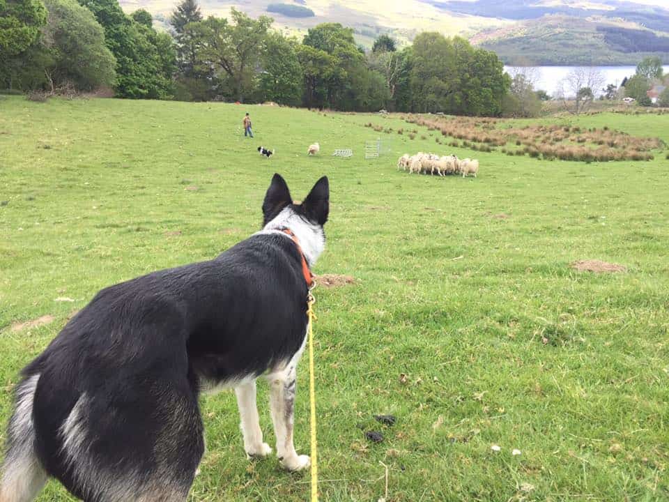 Border Collie and sheep dog training workshop