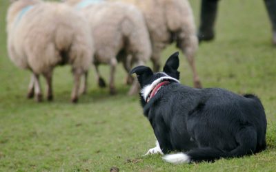 Episode 3: Dogs and Livestock, how can we train for a better control, using positive reinforcement?