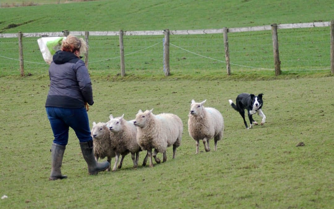 Is herding the right hobby for your pet Border Collie?