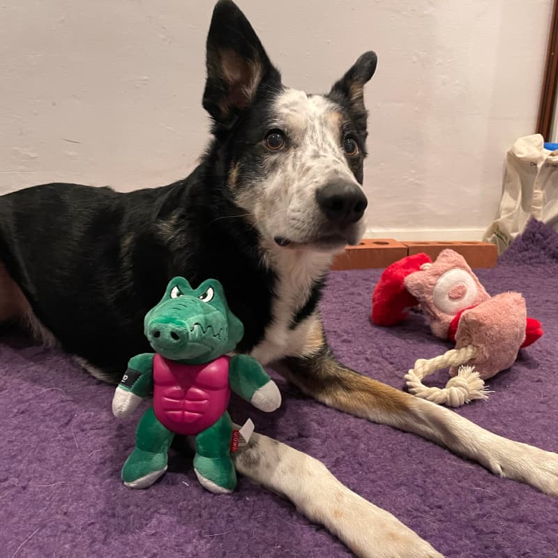 border collie with toys