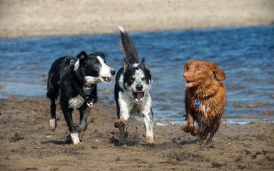 7 Top Tips to know before getting your first Border Collie