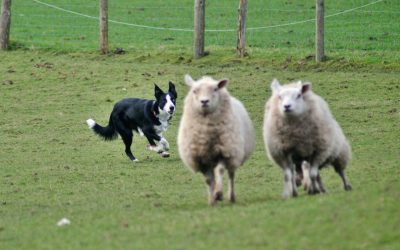 My Border Collie is chasing sheep!
