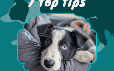Episode 1: 7 Top Tips Before You Get Your Border Collie
