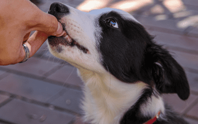 Episode 9: all about using food for training even with dogs that won’t take food when out and about