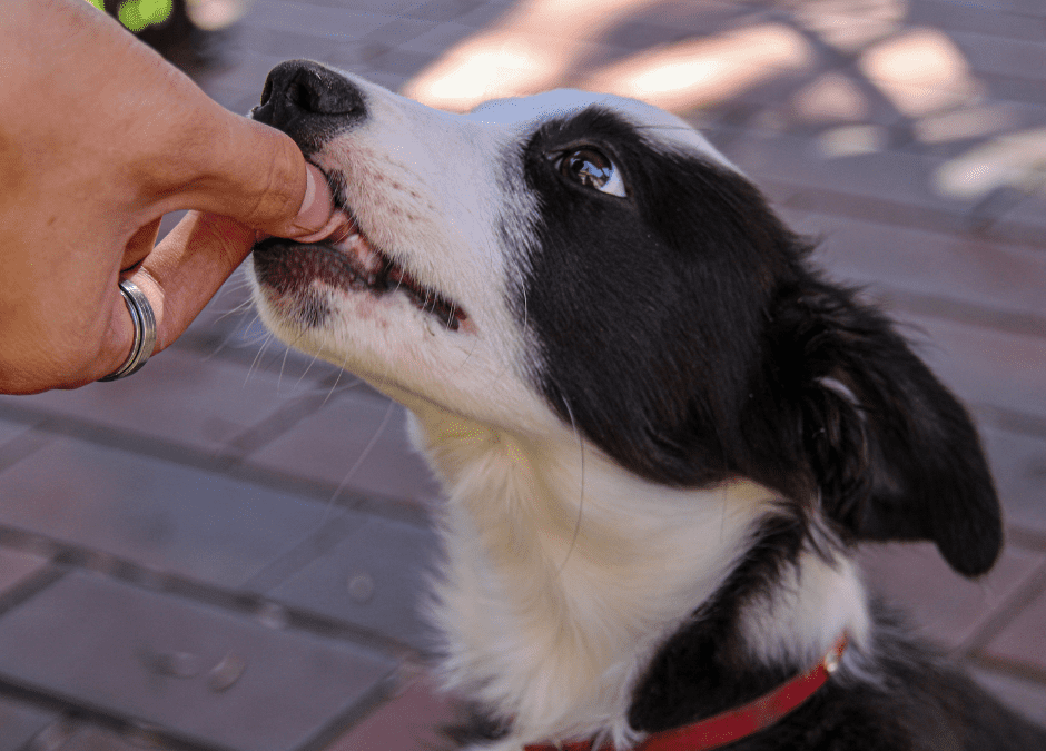 Episode 9: all about using food for training even with dogs that won’t take food when out and about