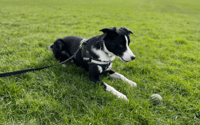 to Ball or Not to Ball? Let’s talk why playing ball is bad for your Border Collie!