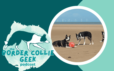 Episode 11: how to manage ball obsessed Border Collies on walks?