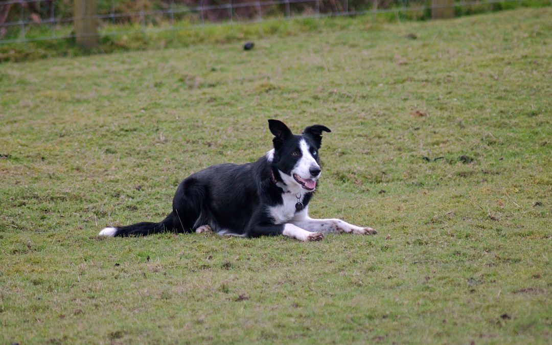 Episode 13: How to teach a distance lie down