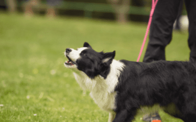 Episode 17: How do I stop my Border Collie barking?