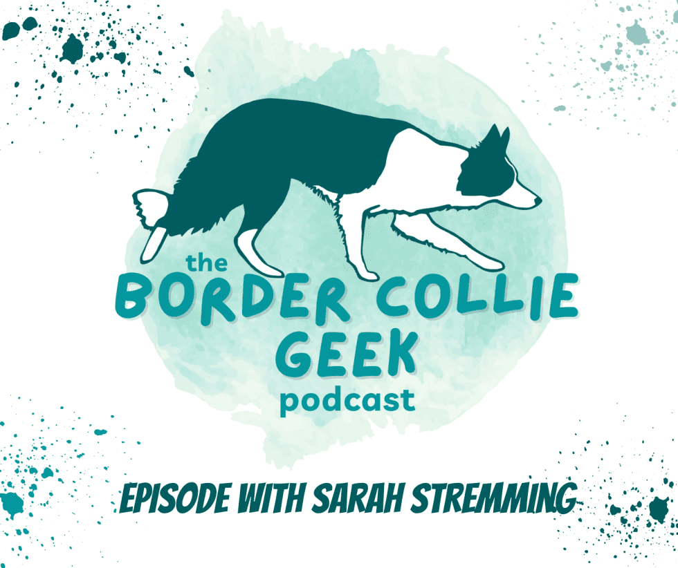 Episode 28: Border Collie Geekery with Sarah Stremming from the ...