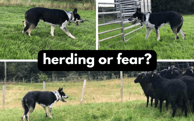 Border Collies and car chasing: herding instinct or fear?