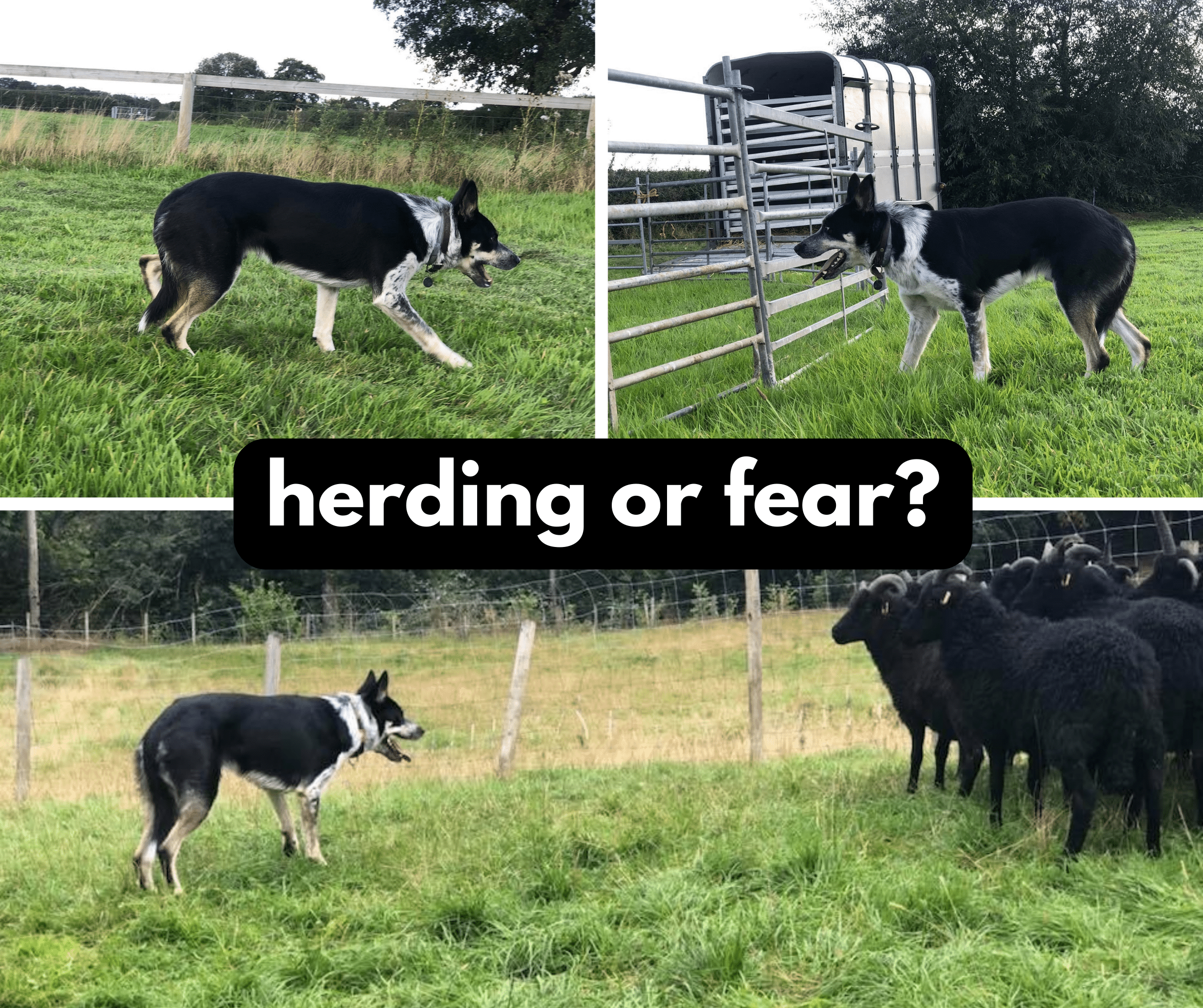 herding or fear