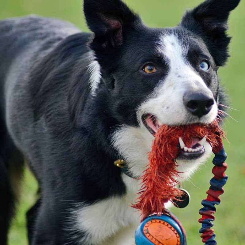 Activities for Busy Brains Border Collie Webinar