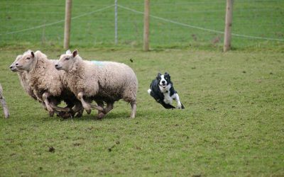 Dogs Chasing and Worrying livestock.