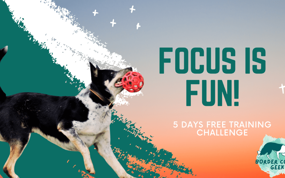 Episode 40: Focus is FUN!