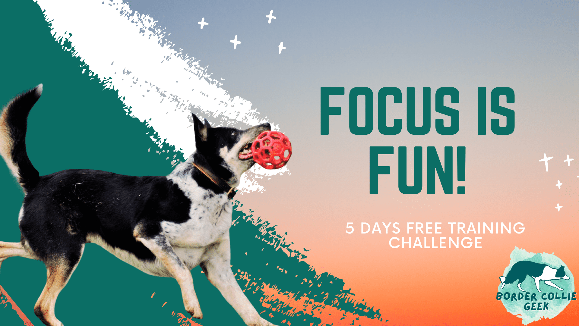Focus is Fun Border Collie Challenge