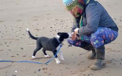 How to start your Border Collie training journey successfully!