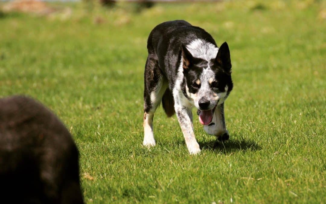You can’t take the herding instinct away from the Border Collie.