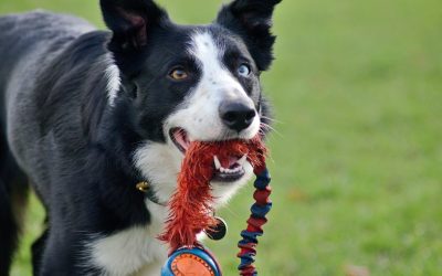 Episode 54: Border Collies and Adolescence with Rachel, The Collie Consultant