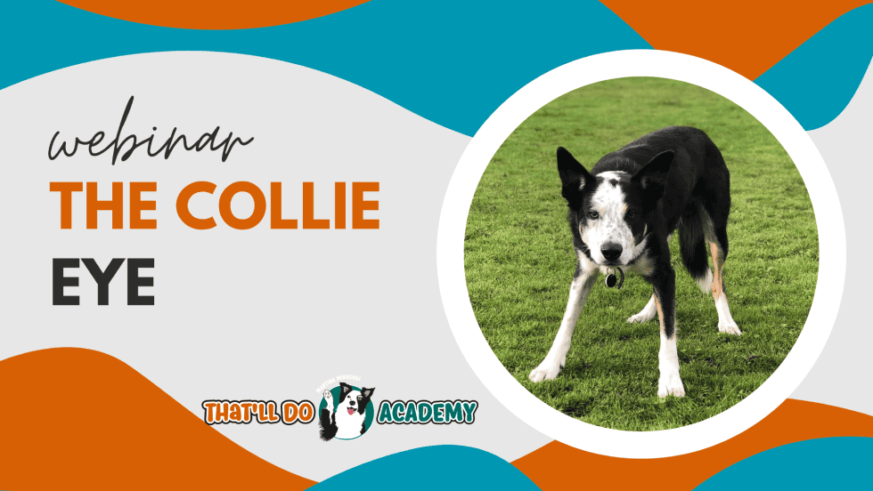 The Collie Eye Webinar with Martina Miradoli