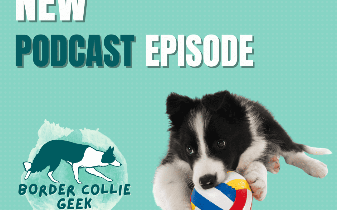 Episode 57: which behaviours are Border Collie Traits and which are not?