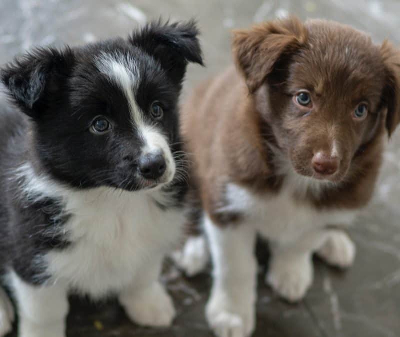 Should You Teach Your Border Collie To Stay