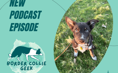 Episode 63: Puppy Diary, resource guarding and eating everything he shouldn’t!