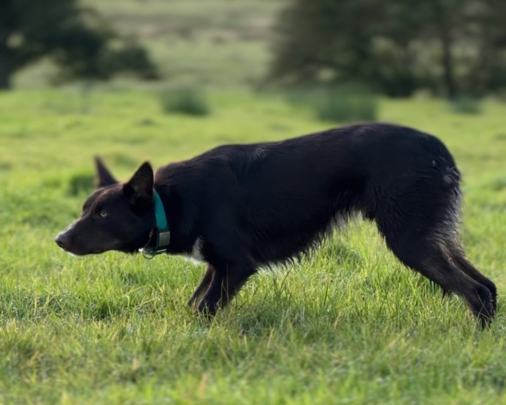 Border Collie stalking chasing training