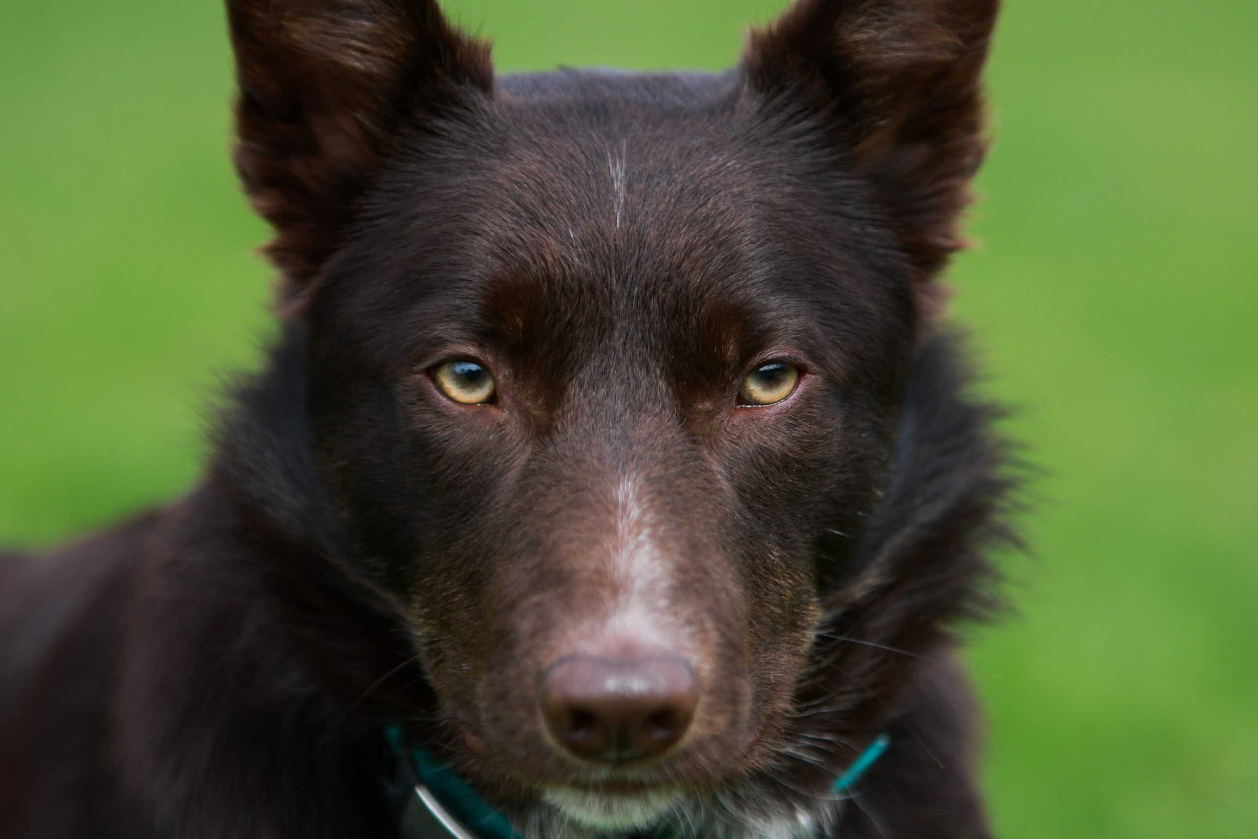 border collie staring