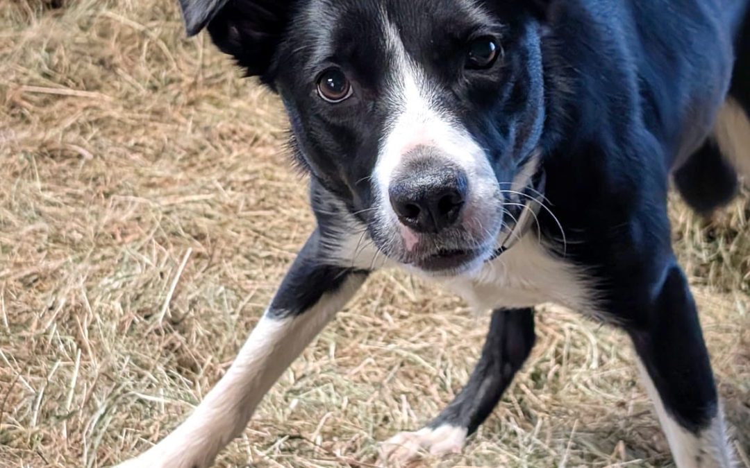 Mistakes You Don’t Want to Make with Your Border Collie