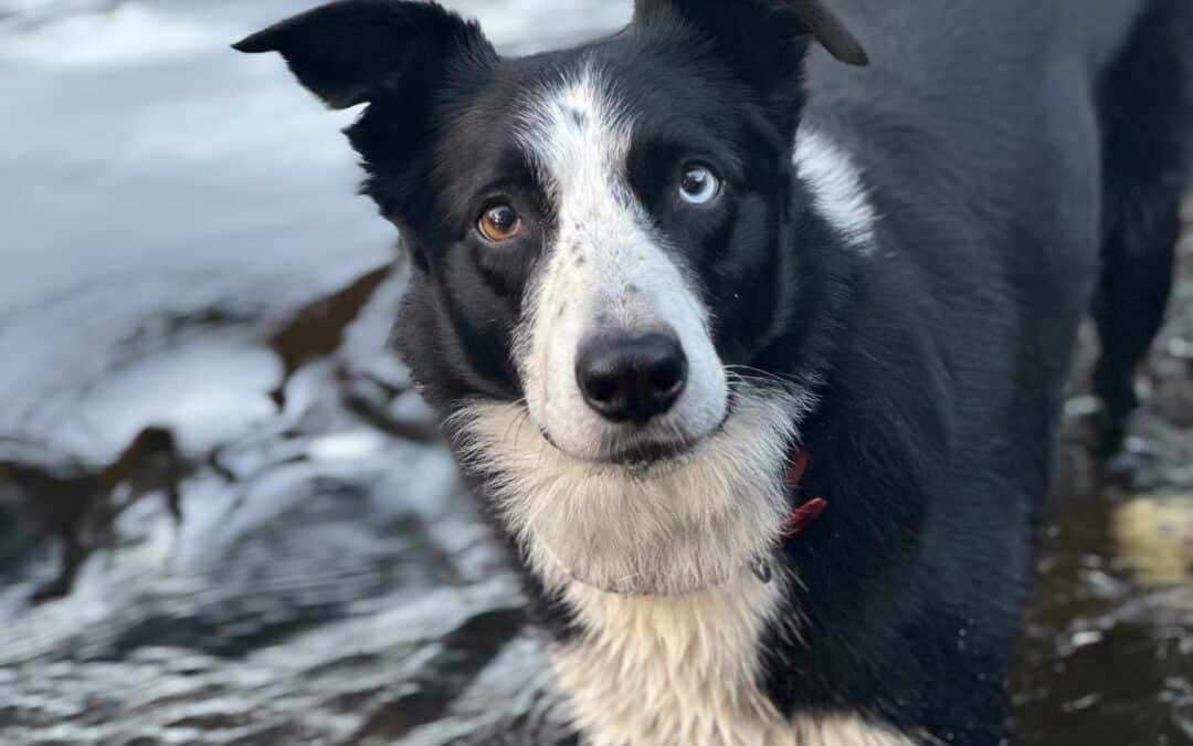 When Water Becomes an Obsession: Training Tips on Training Water Fixations in Border Collies