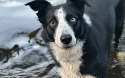 When Water Becomes an Obsession: Training Tips on Training Water Fixations in Border Collies