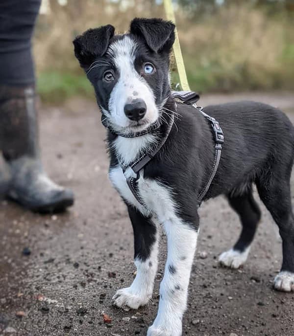 Border collie puppy training martina miradoli specialist