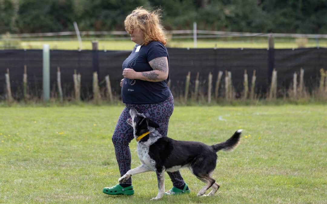 Are You and Your Border Collie a Pack? Let Me Help You Answer That!