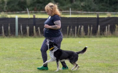Are You and Your Border Collie a Pack? Let Me Help You Answer That!